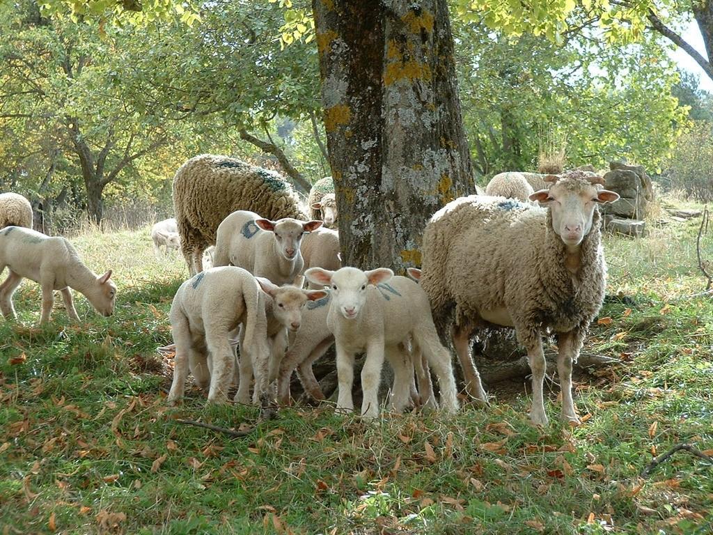 Gites Chameyer Rosans Dış mekan fotoğraf